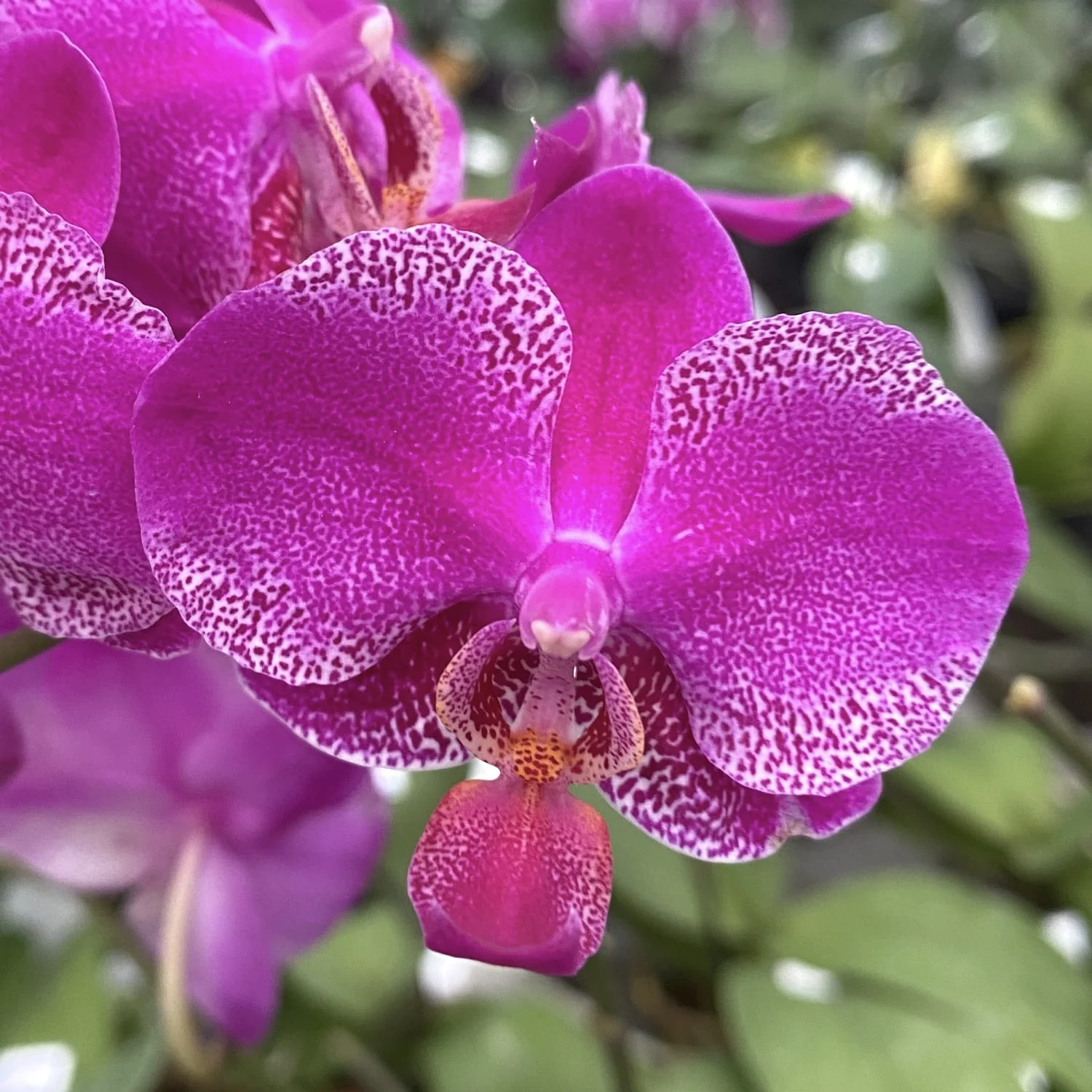 Phalaenopsis Queen Barry
