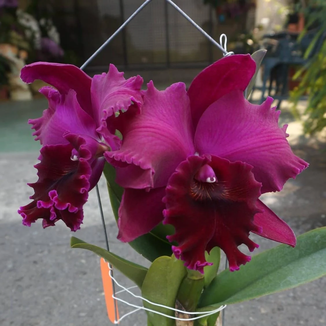 Rth. Chialin Black Flower 'Black King Kong’ parfumata