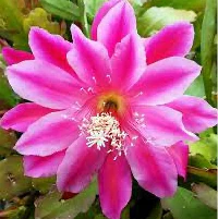 Epiphyllum ‘Van Volker’ – cactus orhidee cu flori spectaculoase, pentru ghivece suspendate