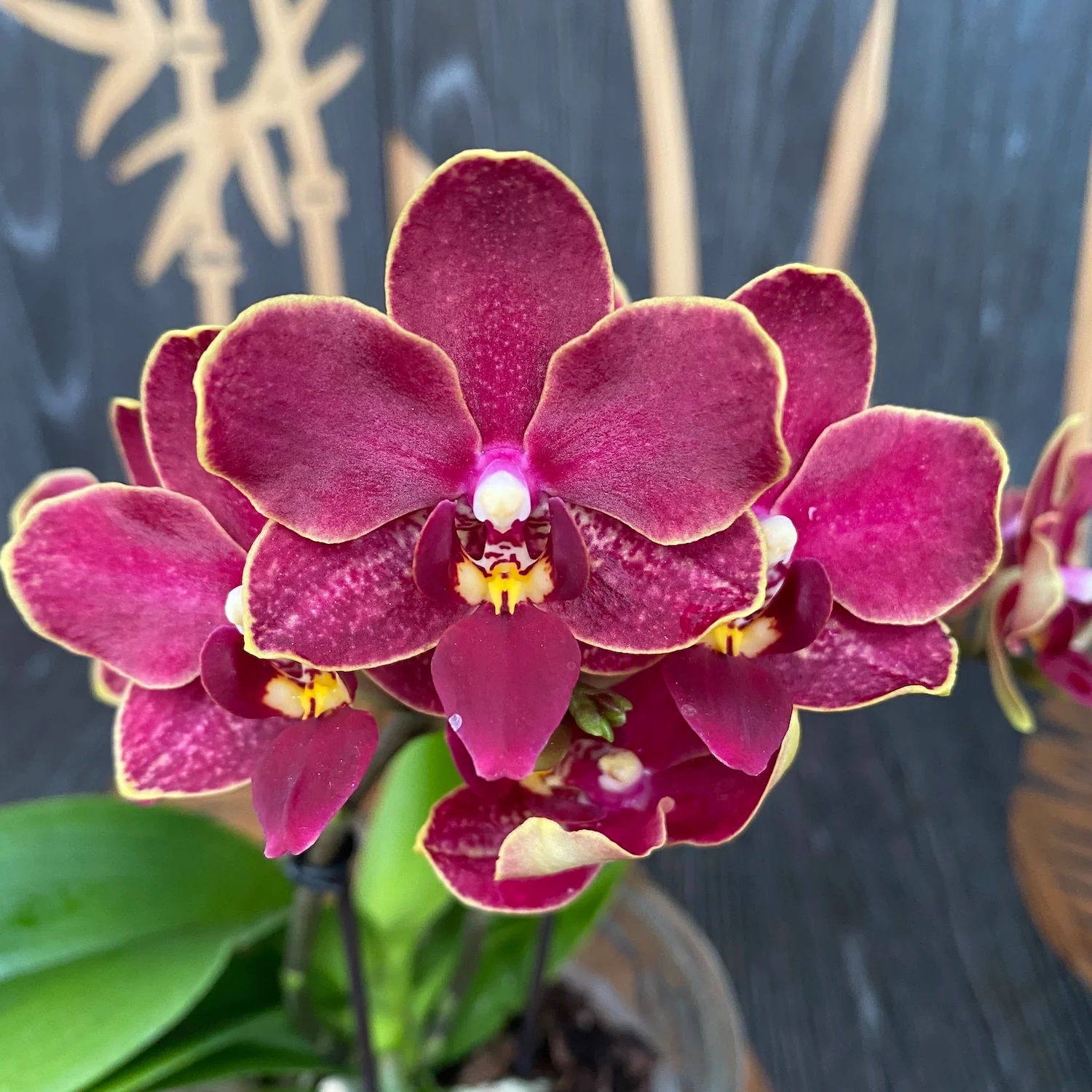 Phalaenopsis speciala PH214