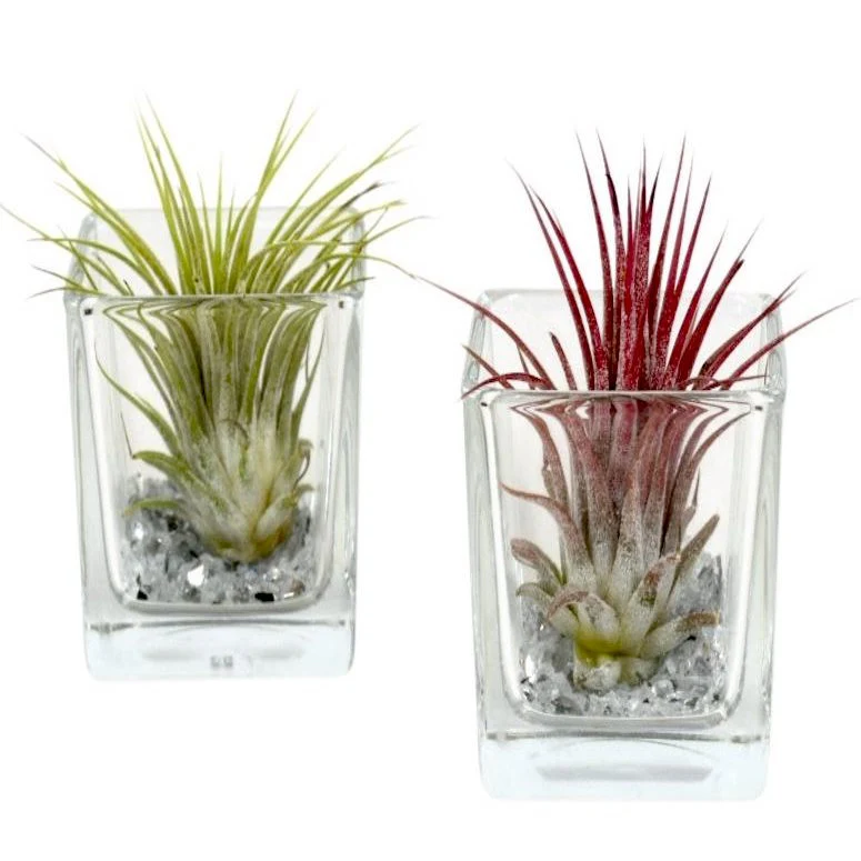 Tillandsia AirPlant in cub de sticla