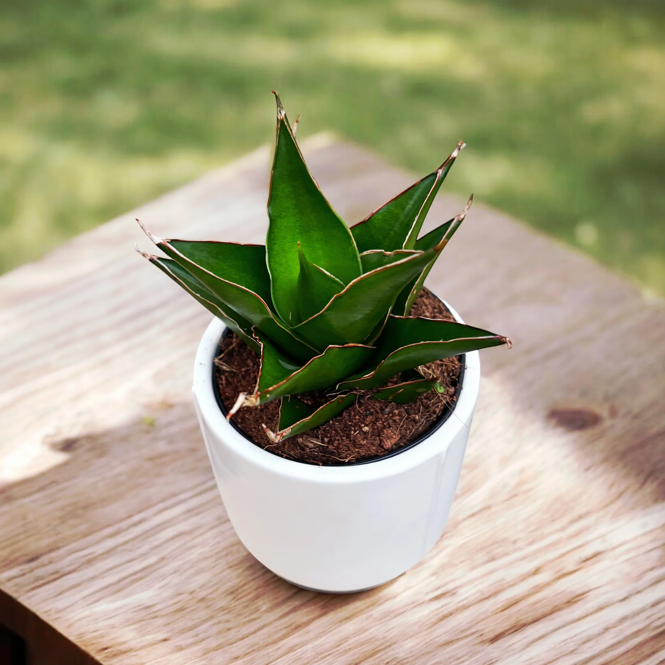 Sansevieria 'Abbey Crown’