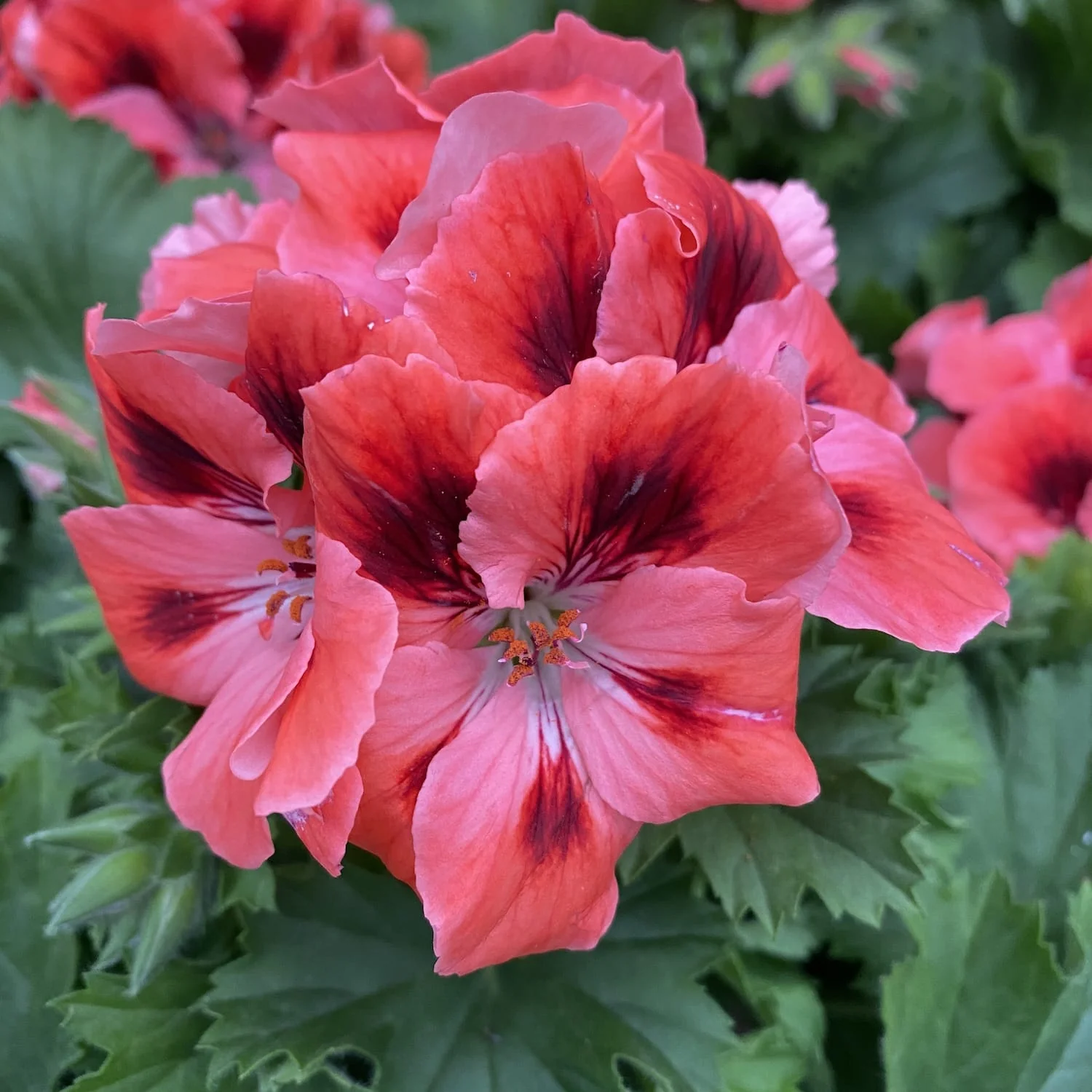 Pelargonium Grandiflorum 'Femke’ (muscate englezesti)
