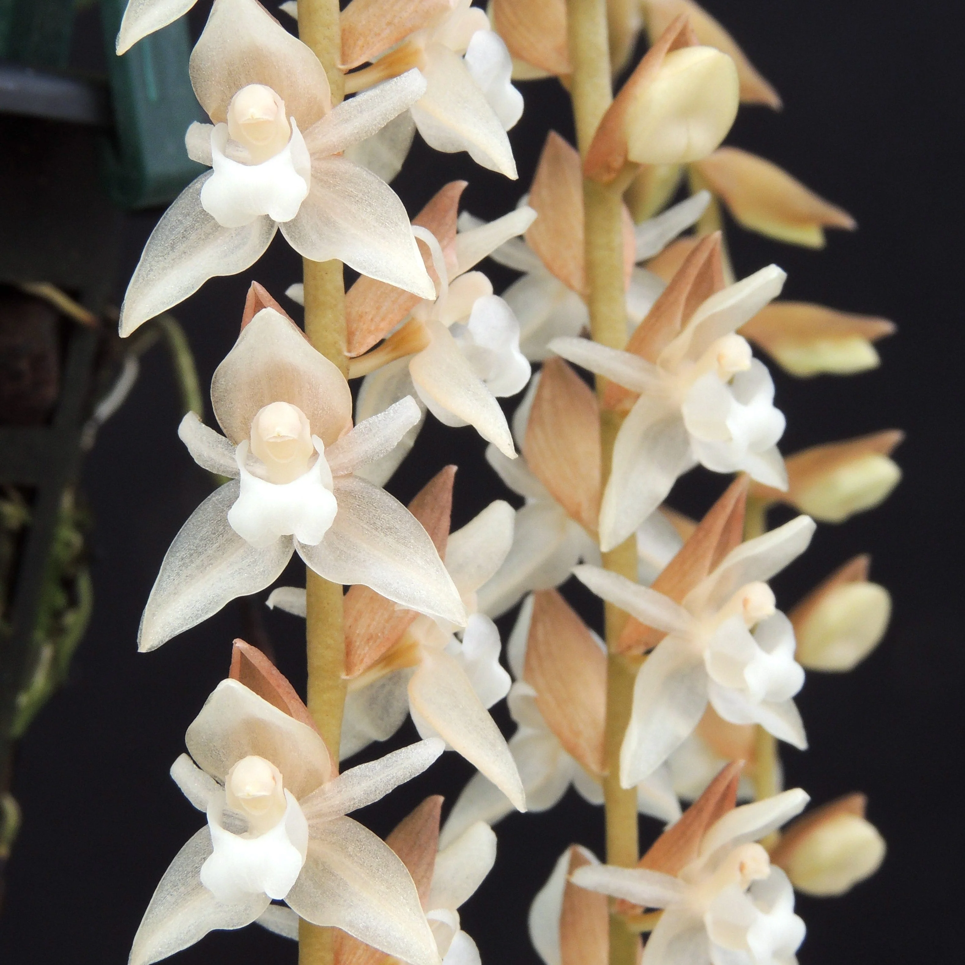 Pholidota chinensis