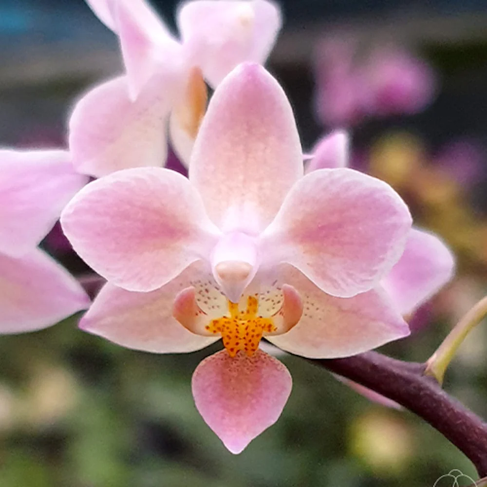 Phalaenopsis equestris 'Orange’