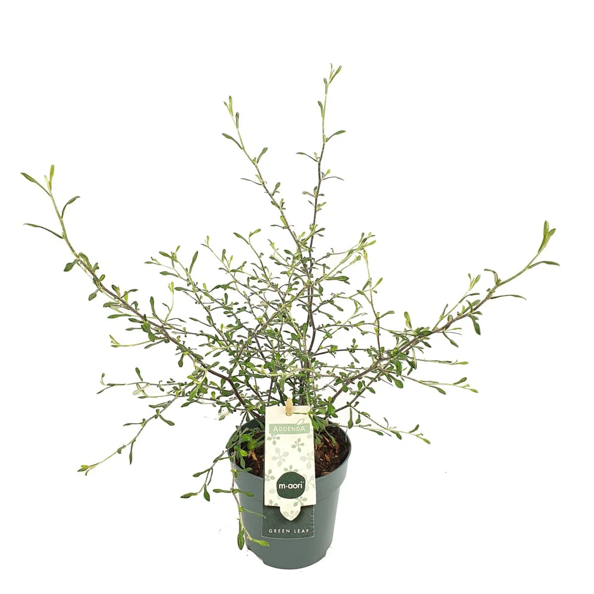 Corokia × virgata 'Maori Green’