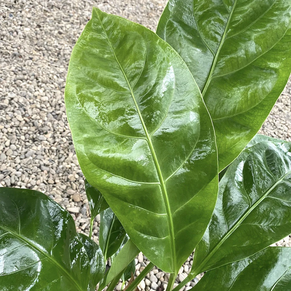 Anthurium ellipticum Jungle King