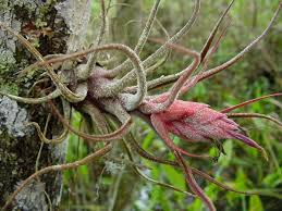 Tillandsia pruinosa – varietate exotica pentru decor aerian