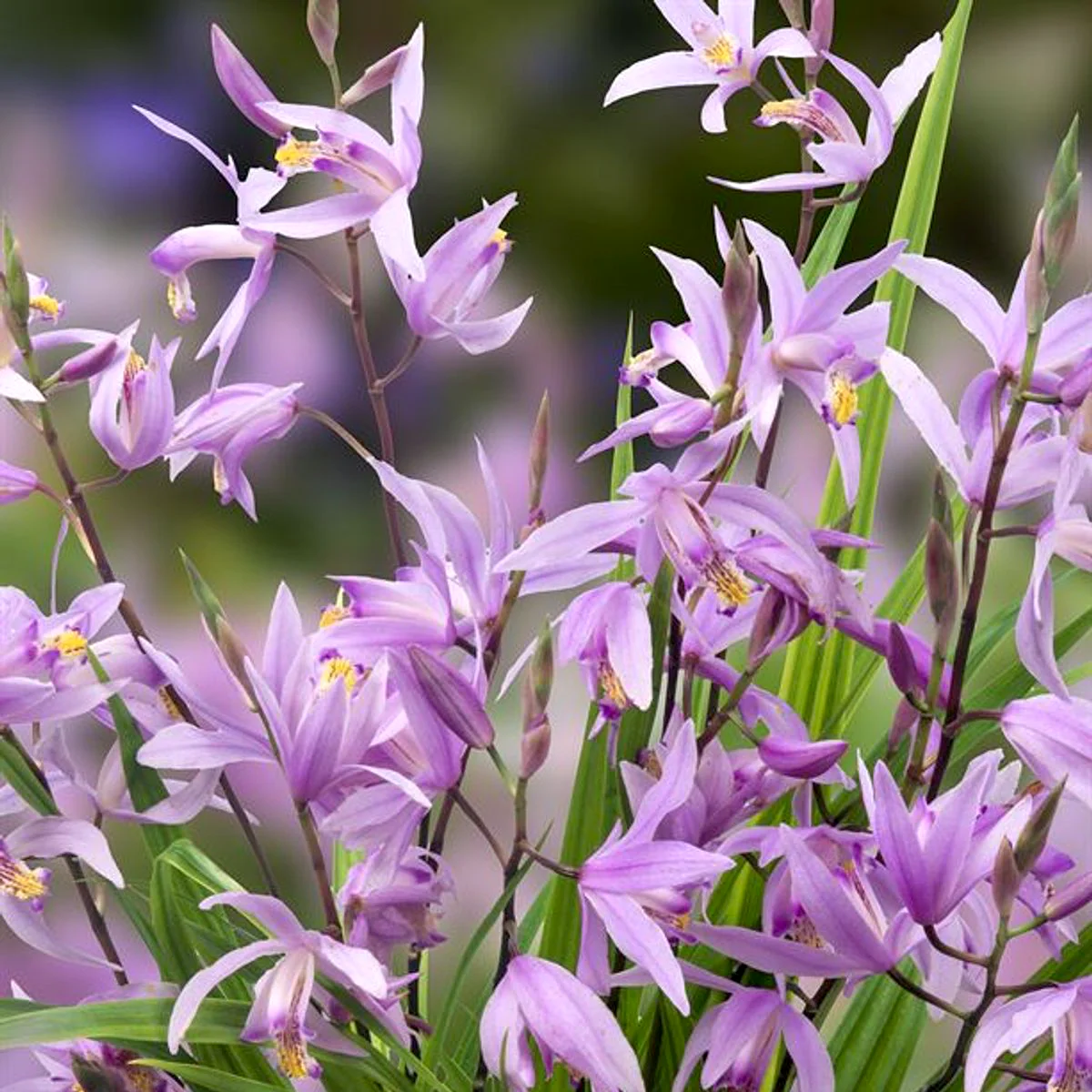 Bletilla Penway Paris – Orhidee de gradina
