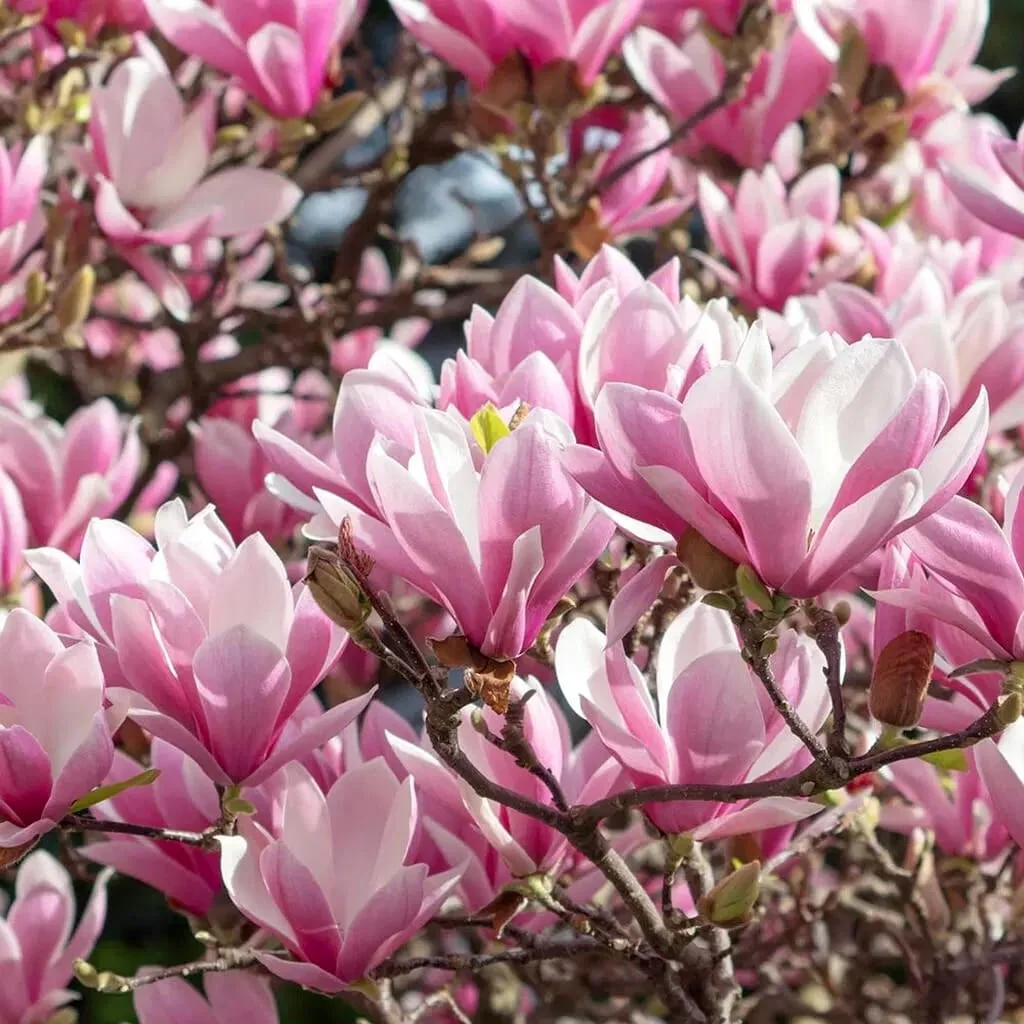 Magnolia 'George Henry Kern’ H70 cm – flori parfumate
