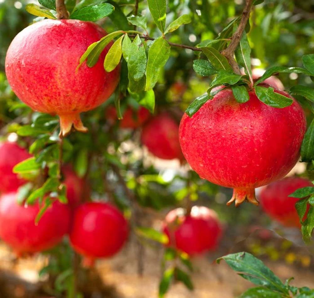 Rodiu – Punica granatum 'Dente di Cavallo’ * fructe comestibile
