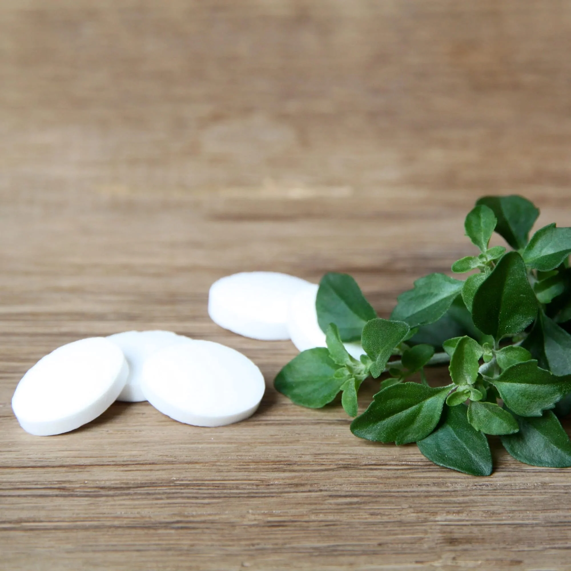 Prostanthera rotundifolia (Menta rotunda, Busuioc Australian) – cultura biologica