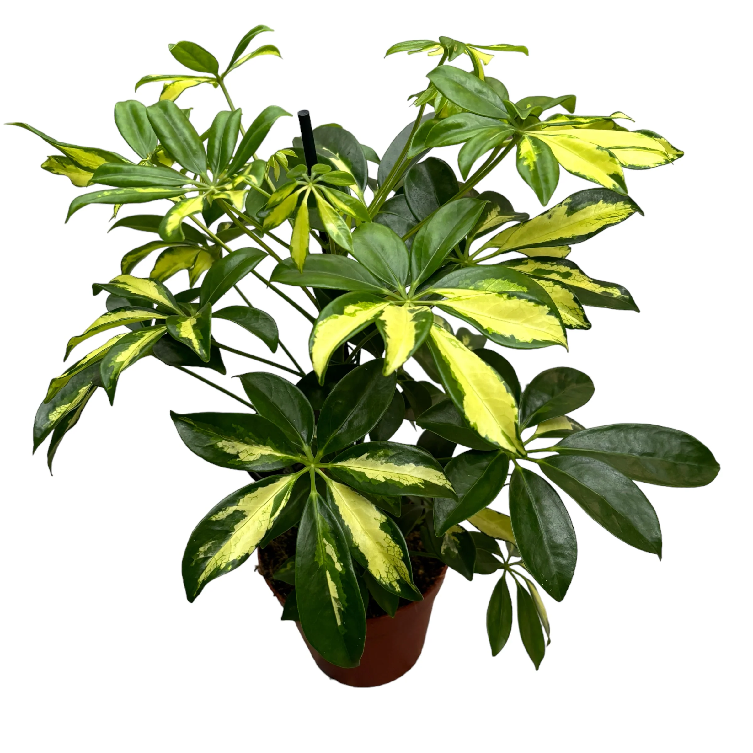 Schefflera arboricola Gerda – Arborele Umbrela