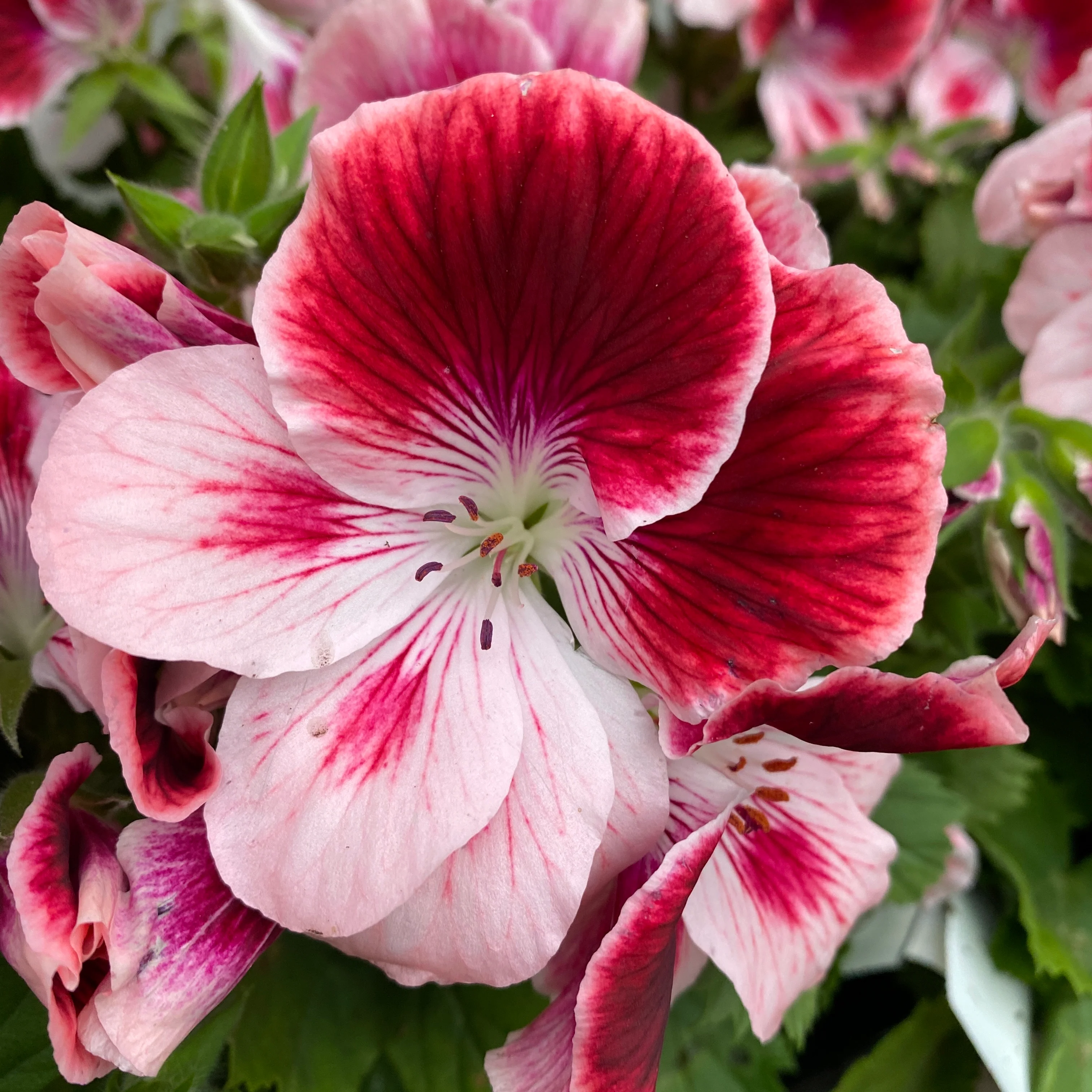Pelargonium grandiflorum 'Tony’ (muscate englezesti)
