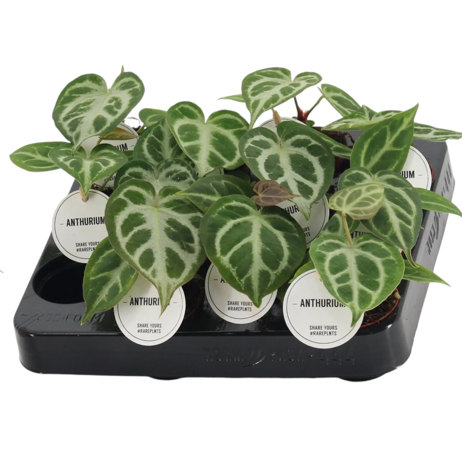 Anthurium crystallinum 'Silver Blush’ – babyplants