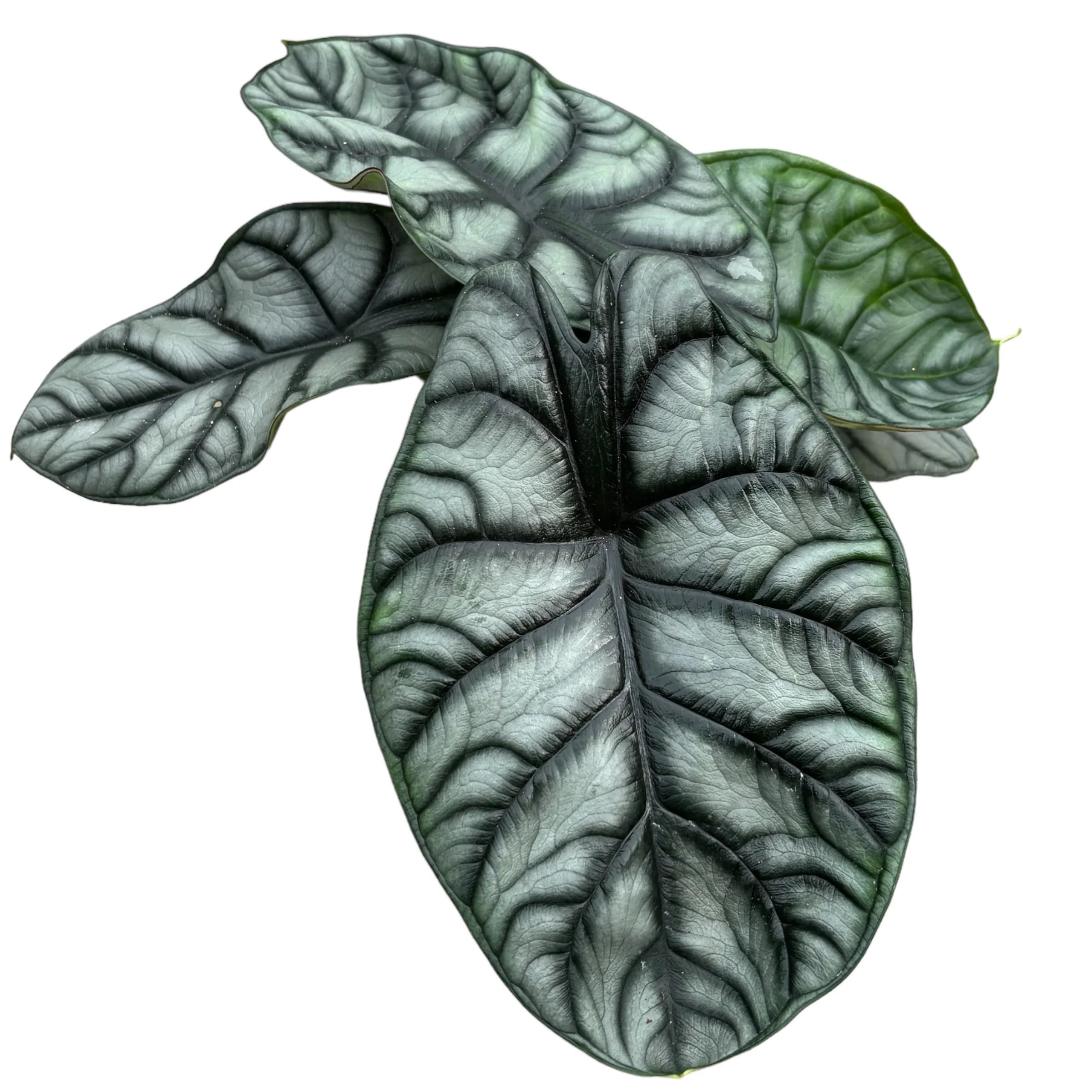 Alocasia 'Silver Dragon’