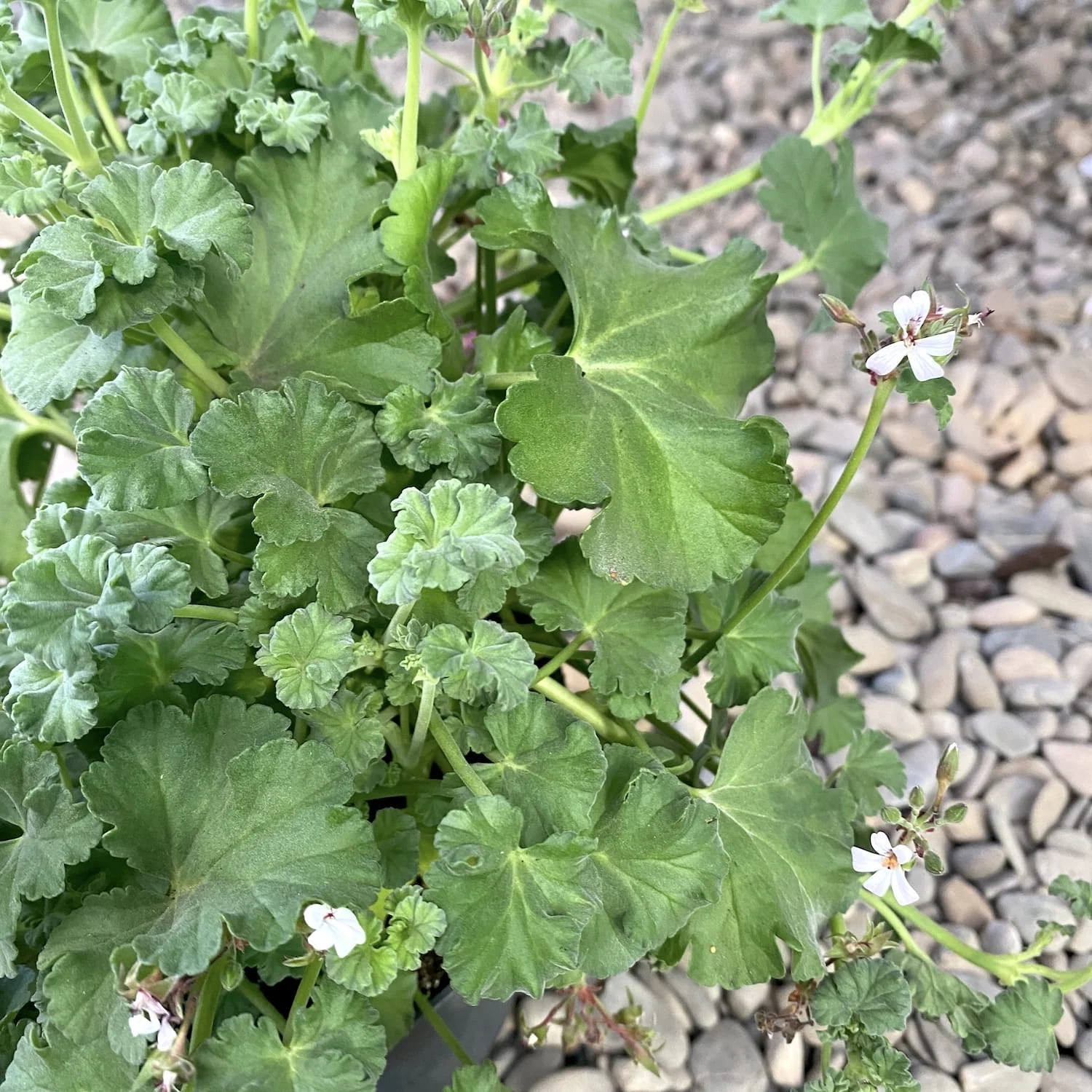 Muscate parfumate (menta) – Pelargonium Isko Mint