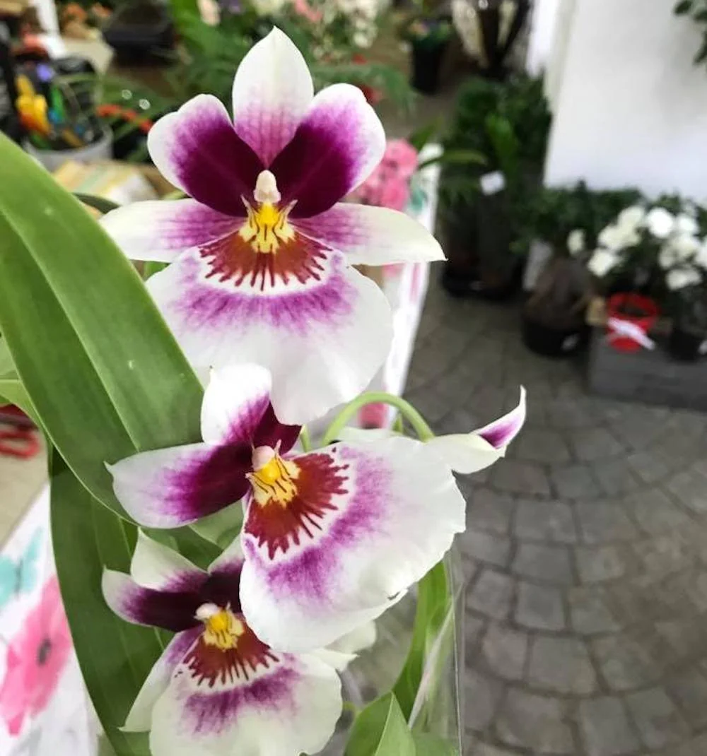 Orhidee Miltoniopsis Patricia Marie Linares