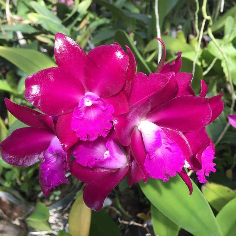 Ctt. Qing Ming Thirteen 'Red Grapes’