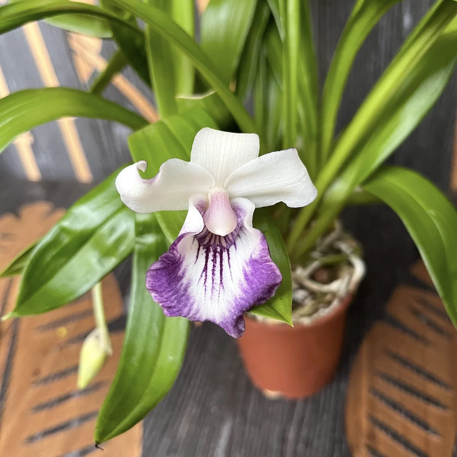 Warczewiczella discolor (Cochleanthes discolor) mix – specie botanica
