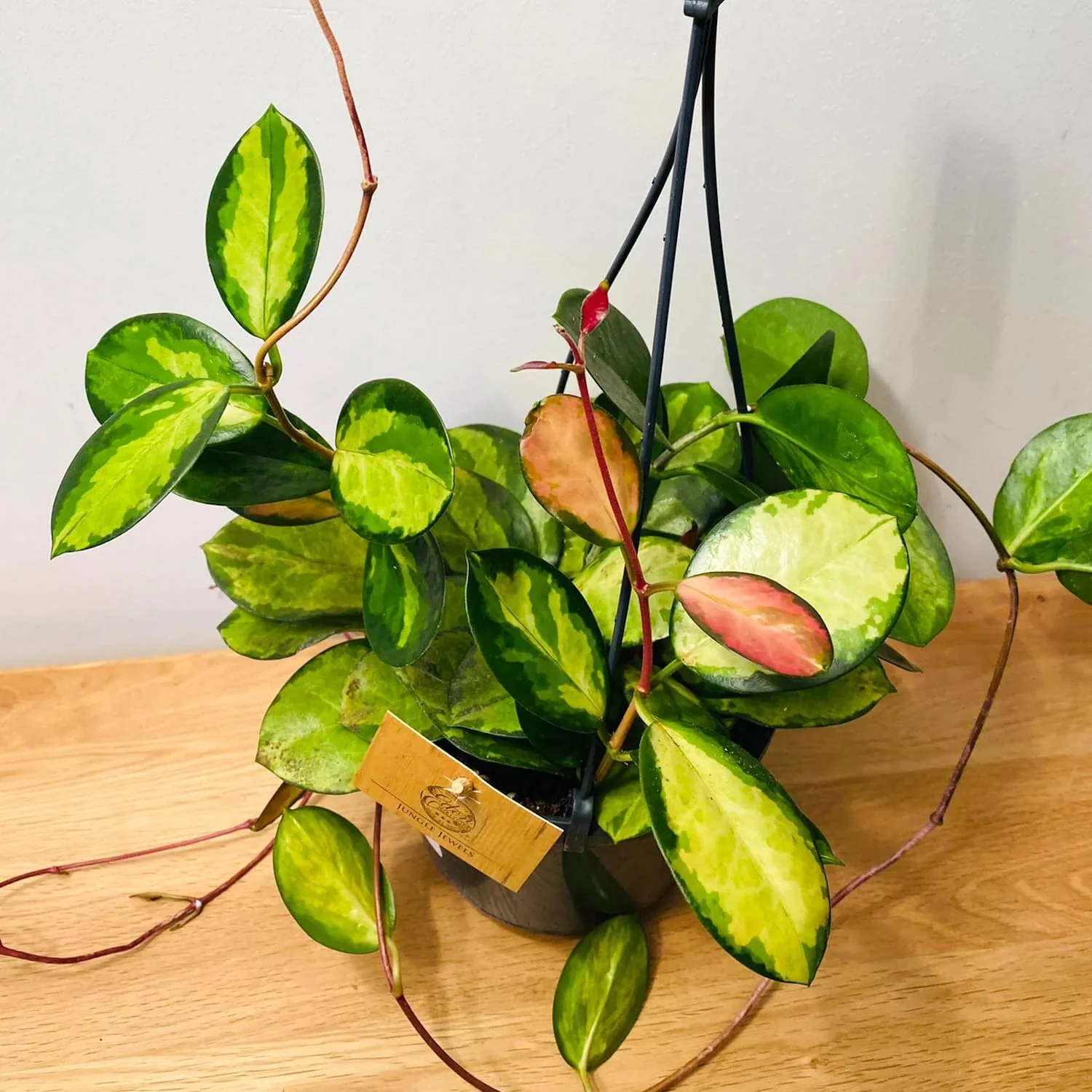 Hoya australis 'Lisa’ – exemplare dezvoltate (5 plante/ghiveci)