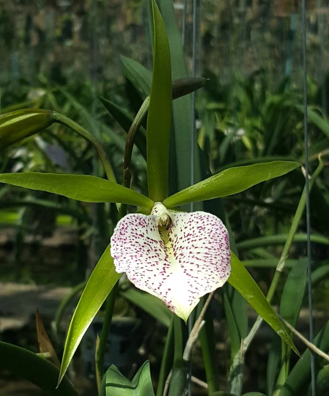 BC. Nakornpathom Silver 'Joy Black’ parfumata