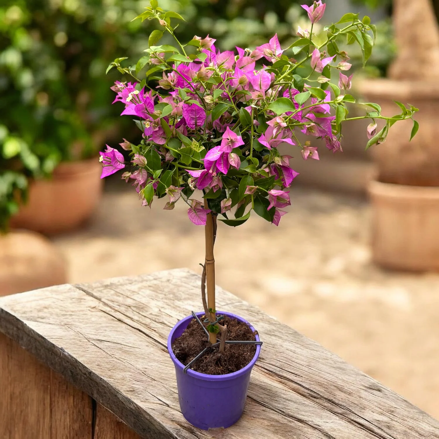 Bougainvillea 'Alexandra’ pe picior – floarea de hartie