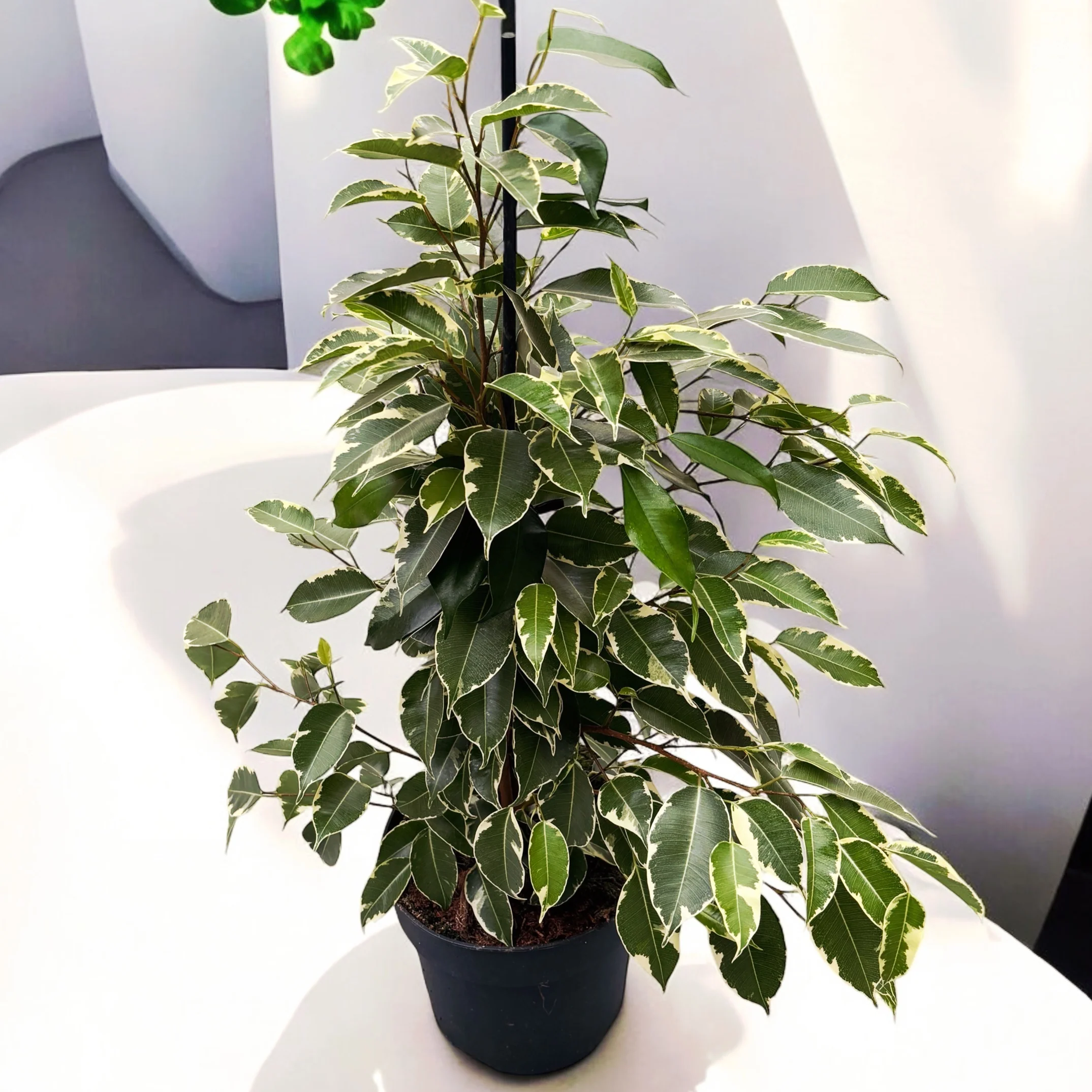 Ficus benjamina 'Golden King’ (3 tulpini)