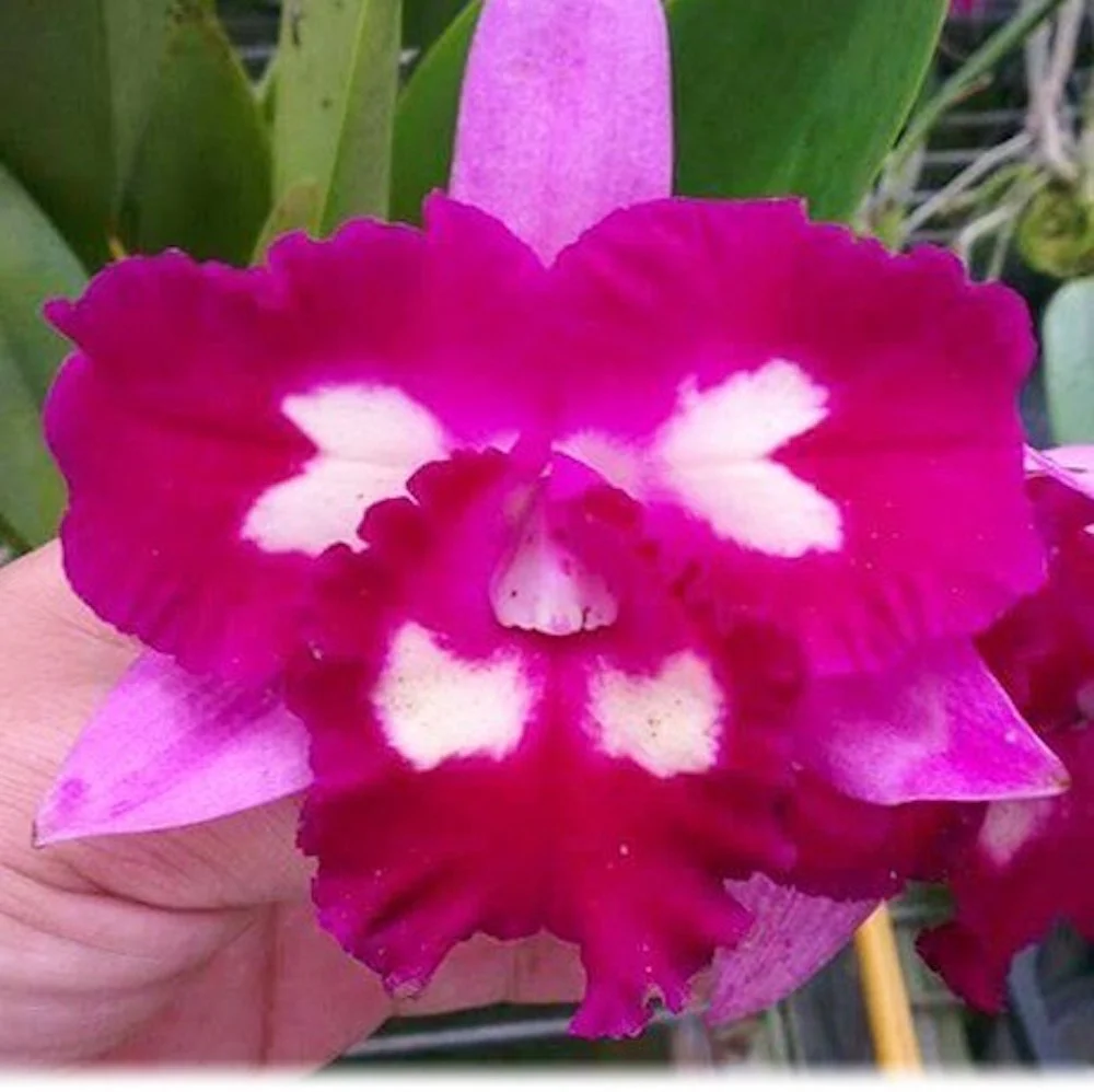 Rlc. Hsinying Mari Aoki 'Flaming’