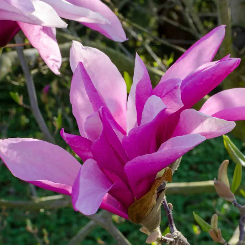 Magnolia liliflora 'Betty’