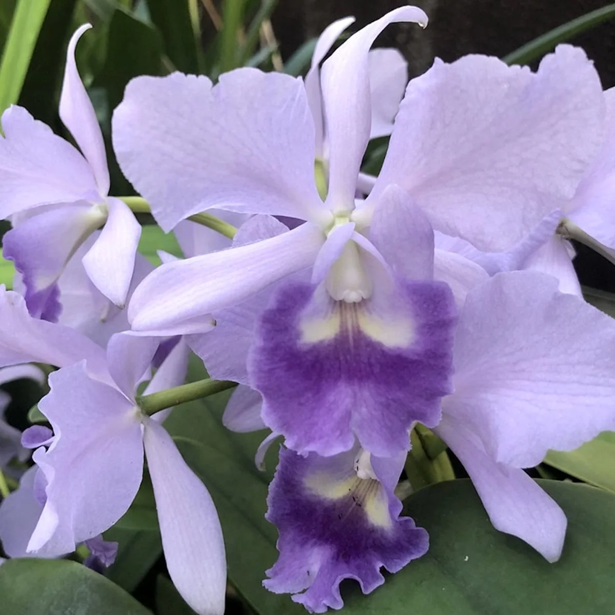 Rth. Lois McNeil 'Ace’