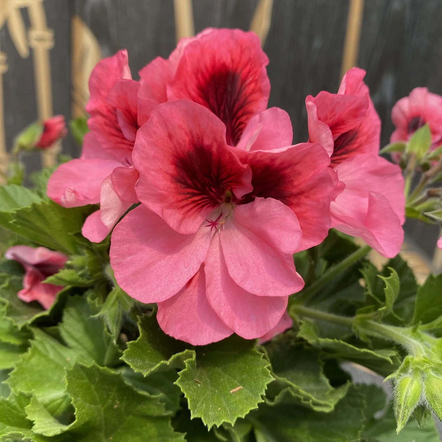 Pelargonium Grandiflorum Regalia Pink – muscate englezesti