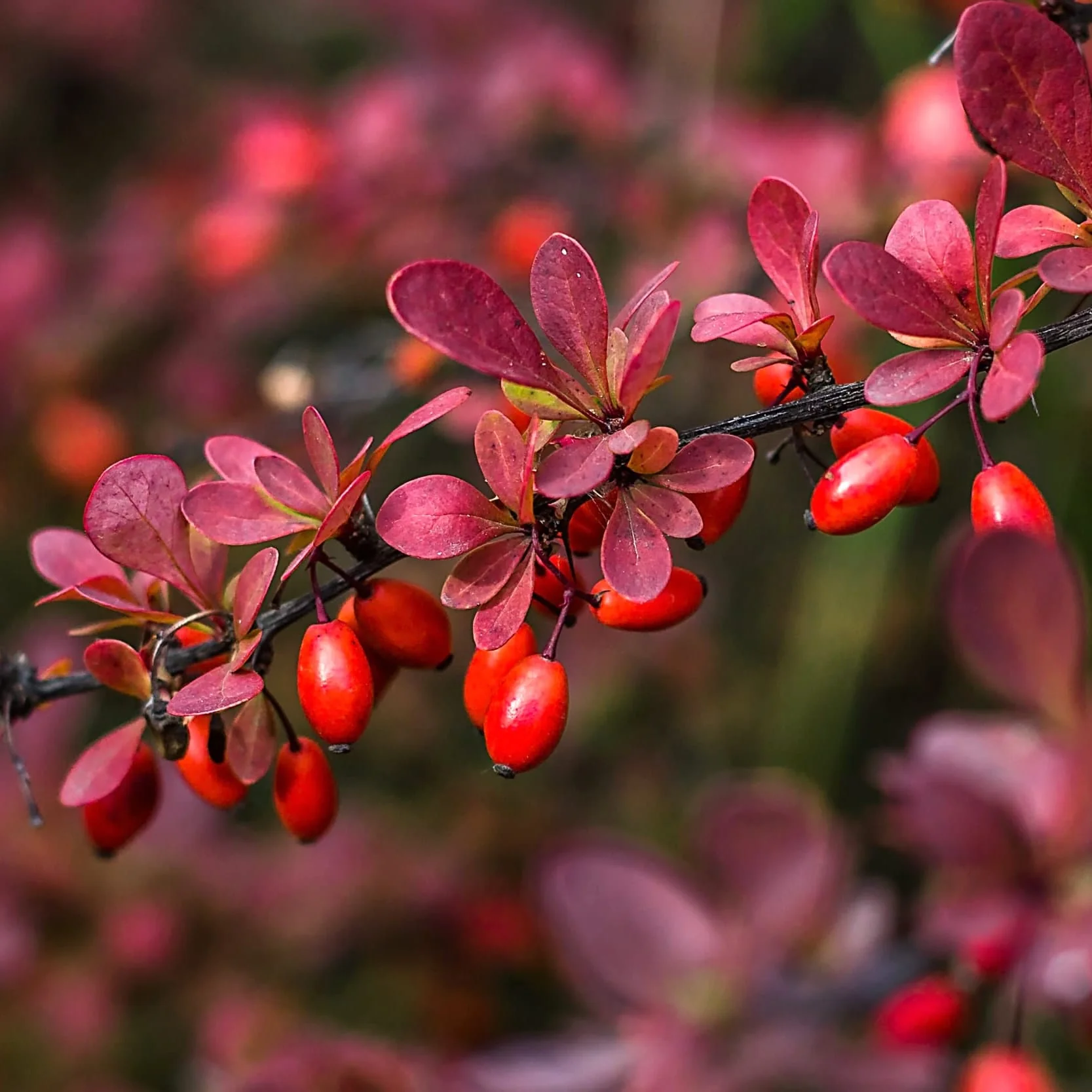 Berberis thunbergii var. atropurpurea (Dracilă, Japanese Barberry)