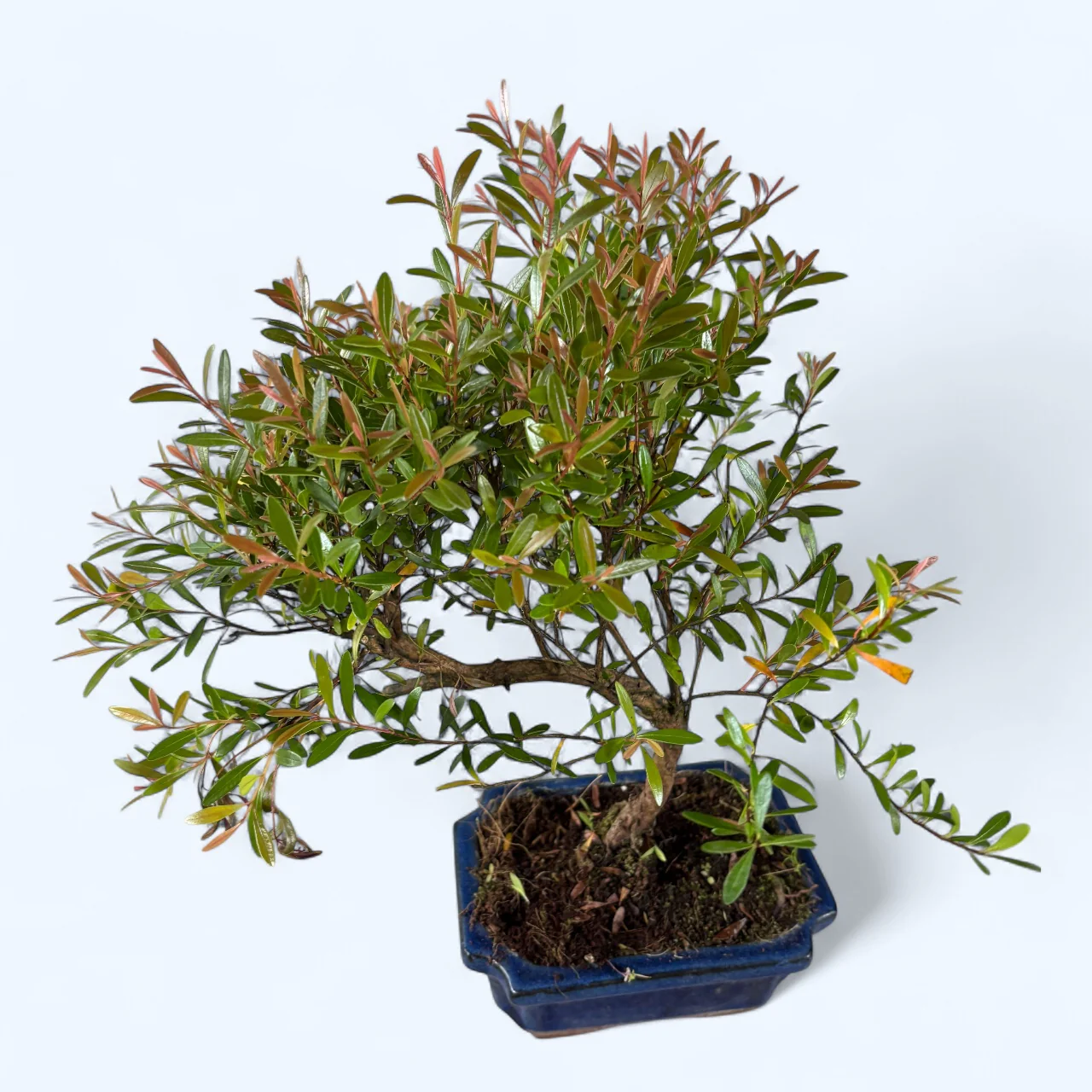 Bonsai Syzygium – mini-arbore exotic cu frunzis dens si aspect elegant
