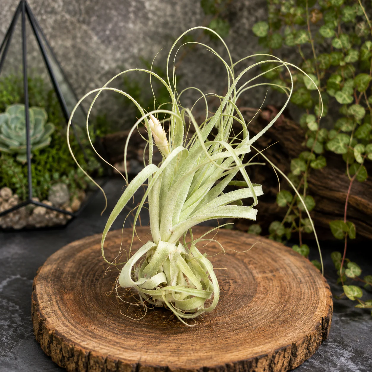 Tillandsia gardineri – plantuta de aer cu aspect argintiu, eleganta si minimalista