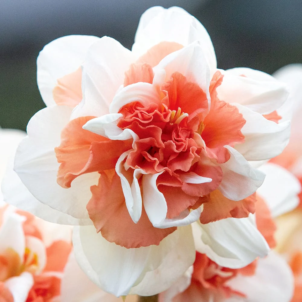 Narcise parfumate cu floare dubla – Narcissus 'My Story’