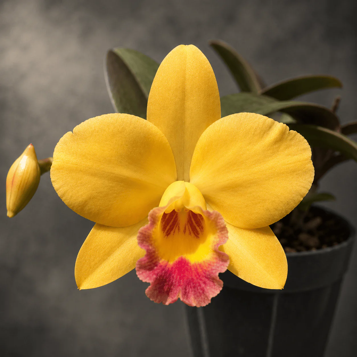 Cattleya Itsy Bitsy 'Yellow Pearl’
