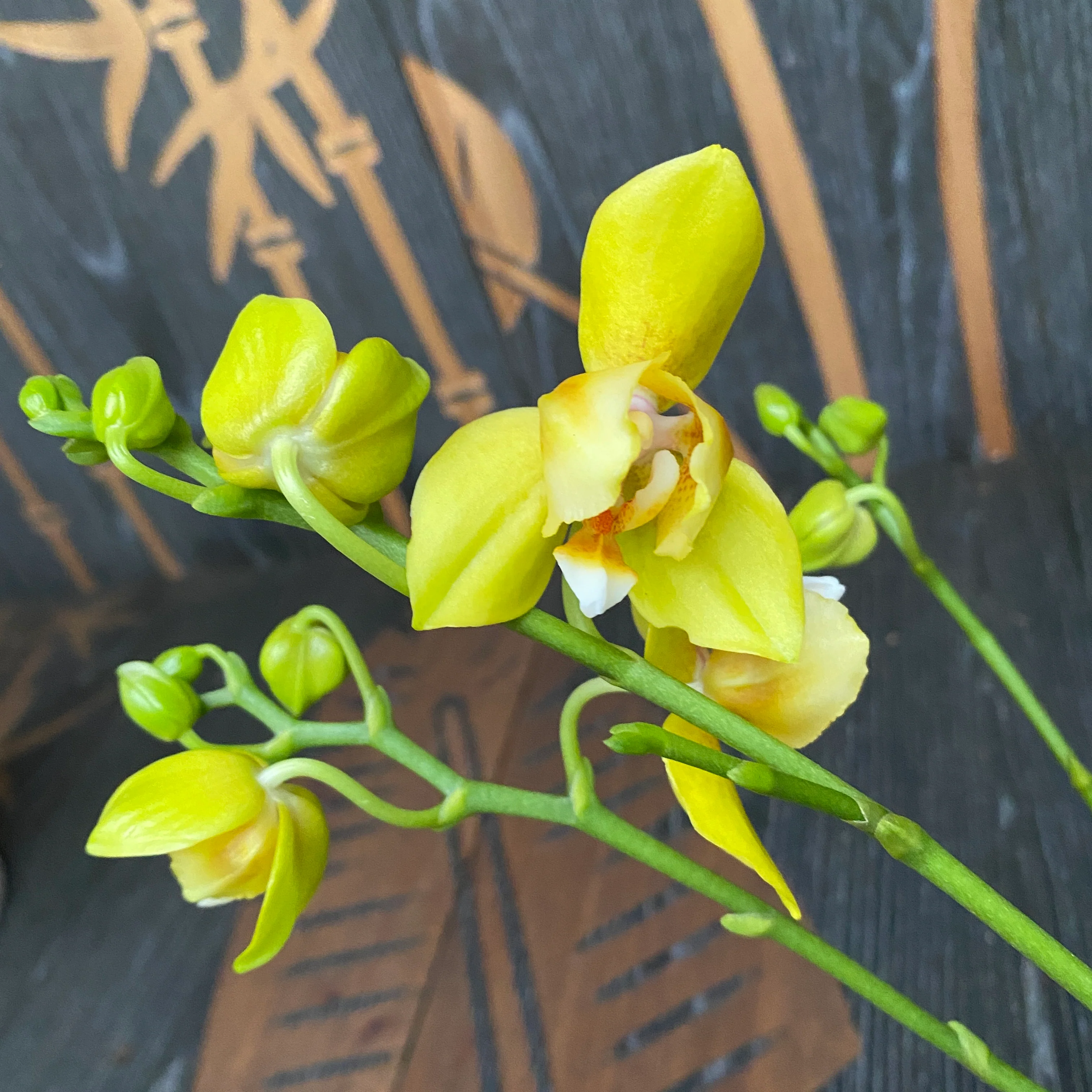 Phalaenopsis Artisto Pop peloric 3lips