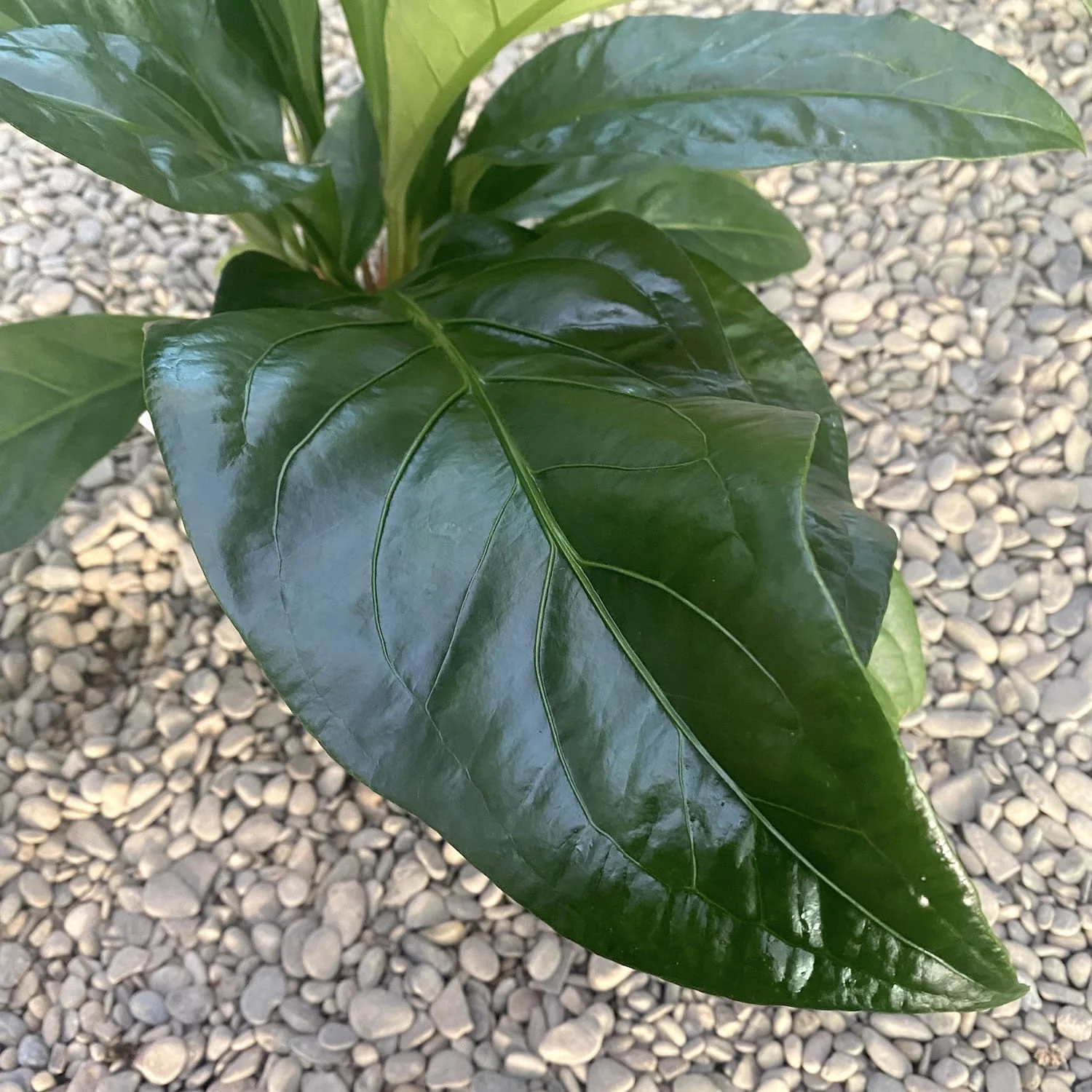 Anthurium crassinervium var. crassinervium (Jungle Bush) – exemplare XL