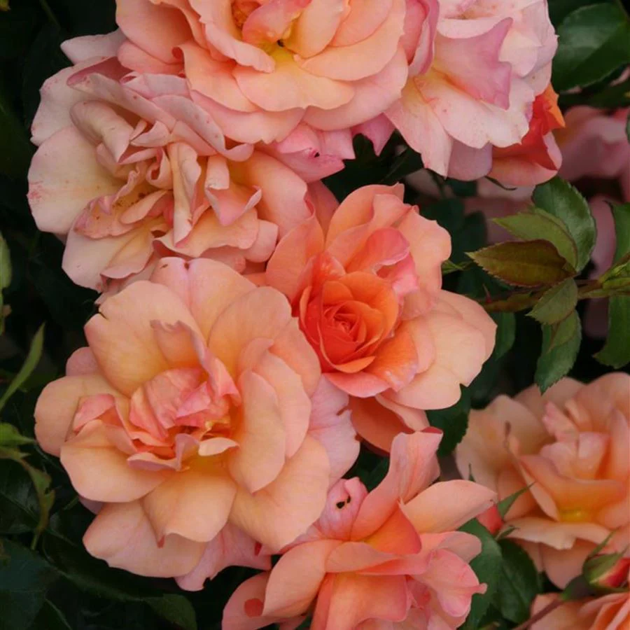 Rosa ‘Aprikola’® – Trandafir floribunda, nostalgie