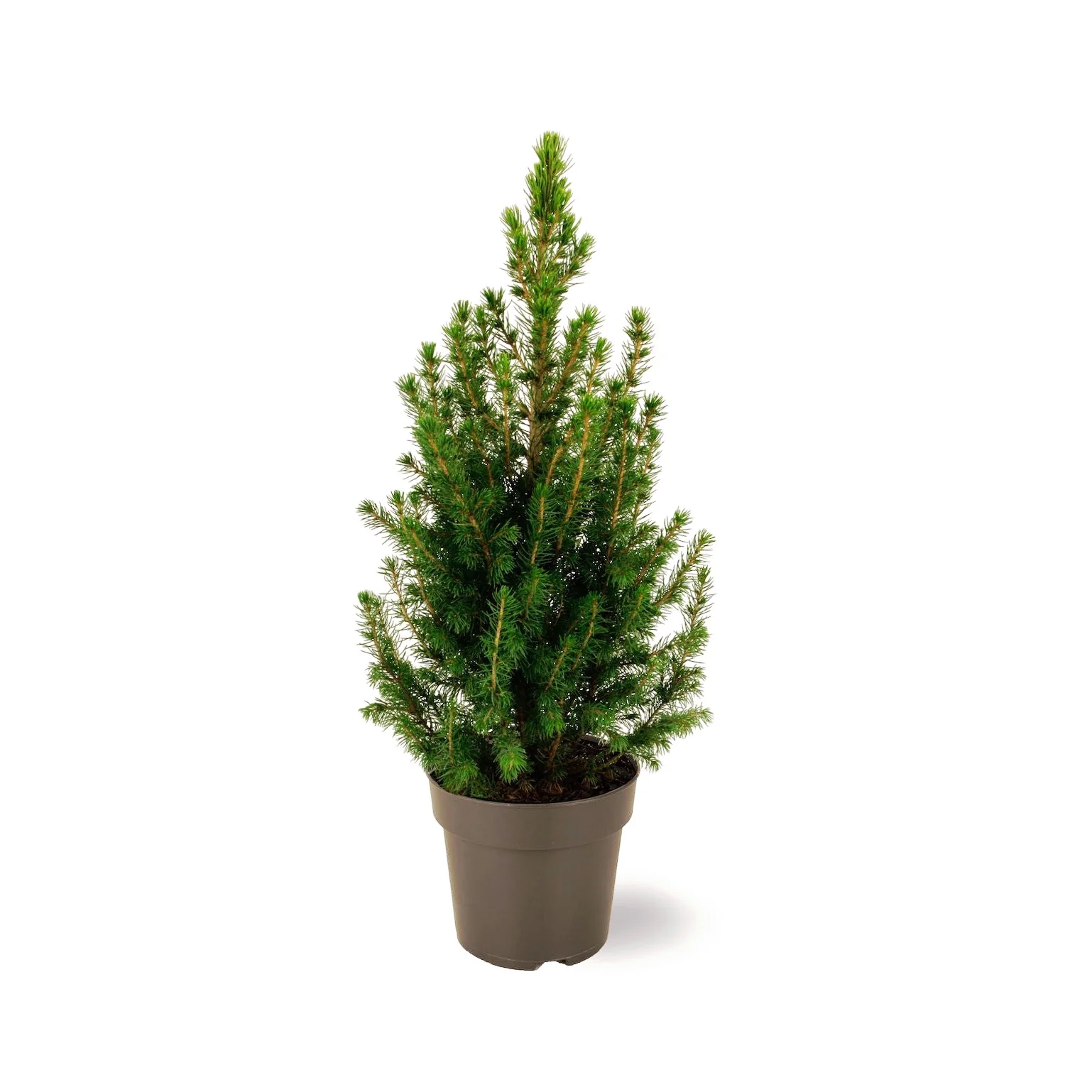 Picea Glauca Conica H40-50 cm – brad natural in ghiveci