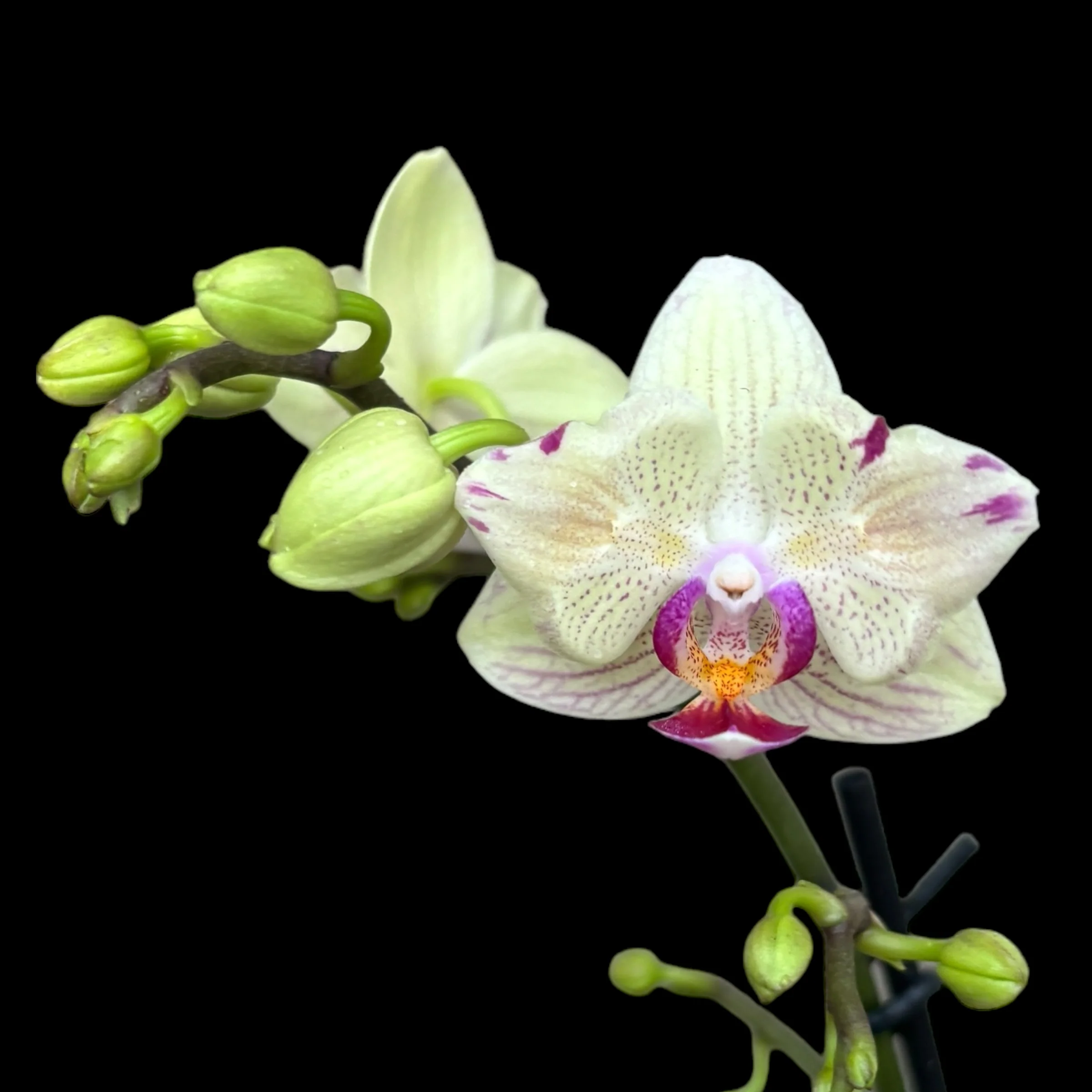 Phalaenopsis 'Limited #55’ peloric