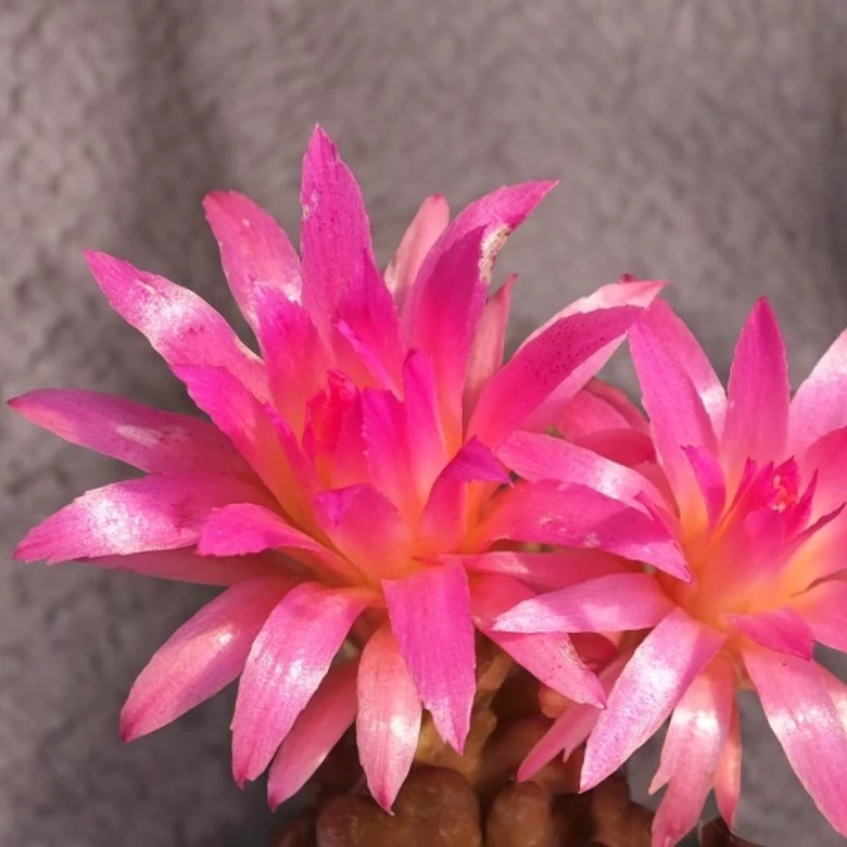 Neoporteria gerocephala – cactus chilian cu inflorire spectaculoasa