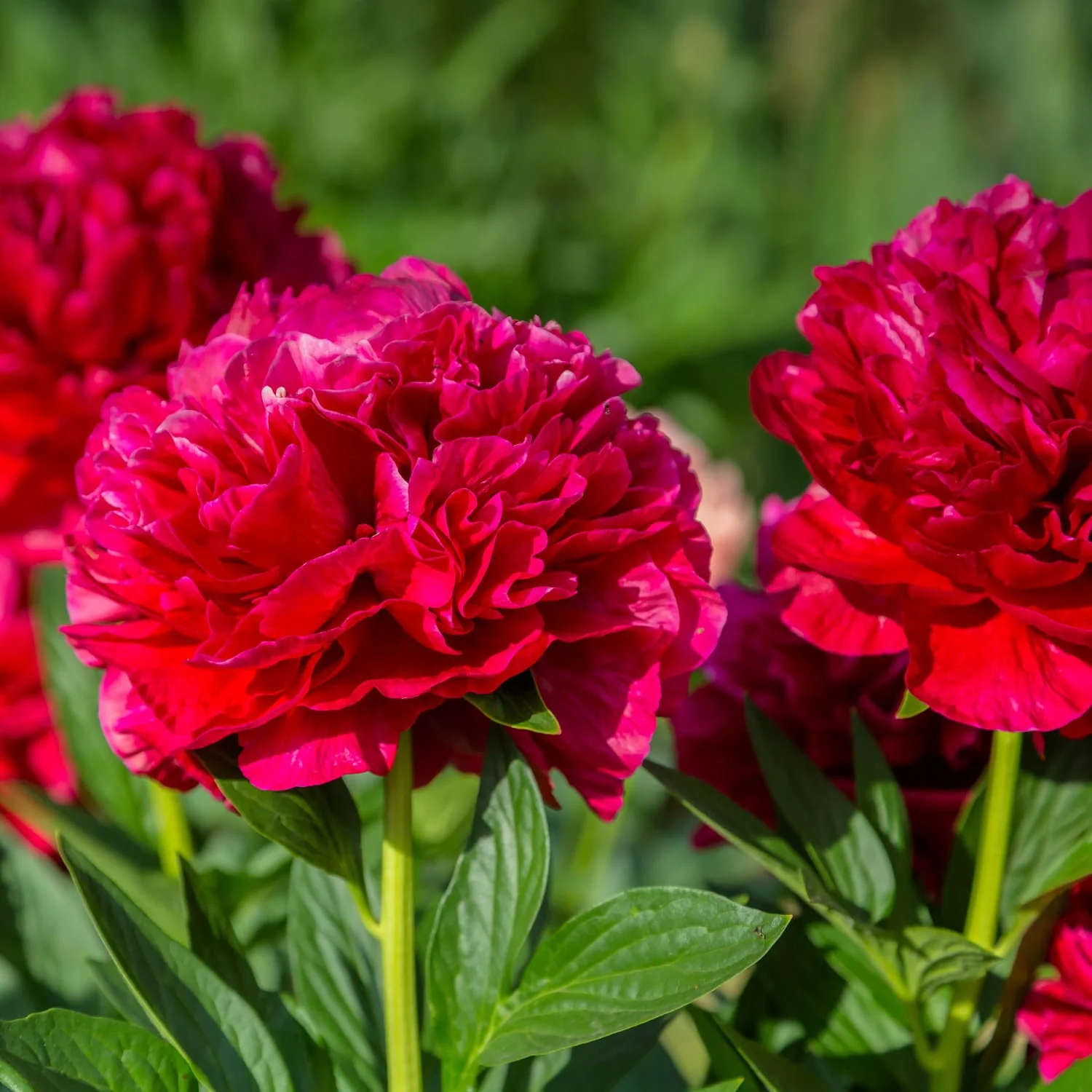 Bujori de gradina parfumati – Paeonia lactiflora 'Red’