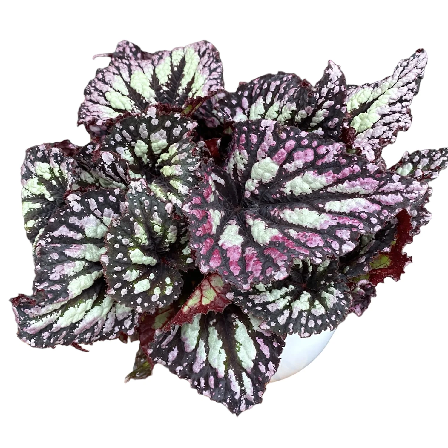 Begonia Fireworks
