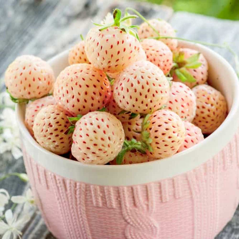 Capsuni albe cu aroma de ananas – Fragaria x ananassa 'Ananas’ – (varietate remontanta)