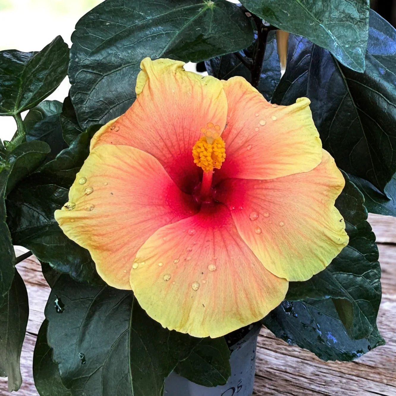 Hibiscus rosa-sinensis 'New Apollo’ – flori XL (2-3 plante/ghiveci)