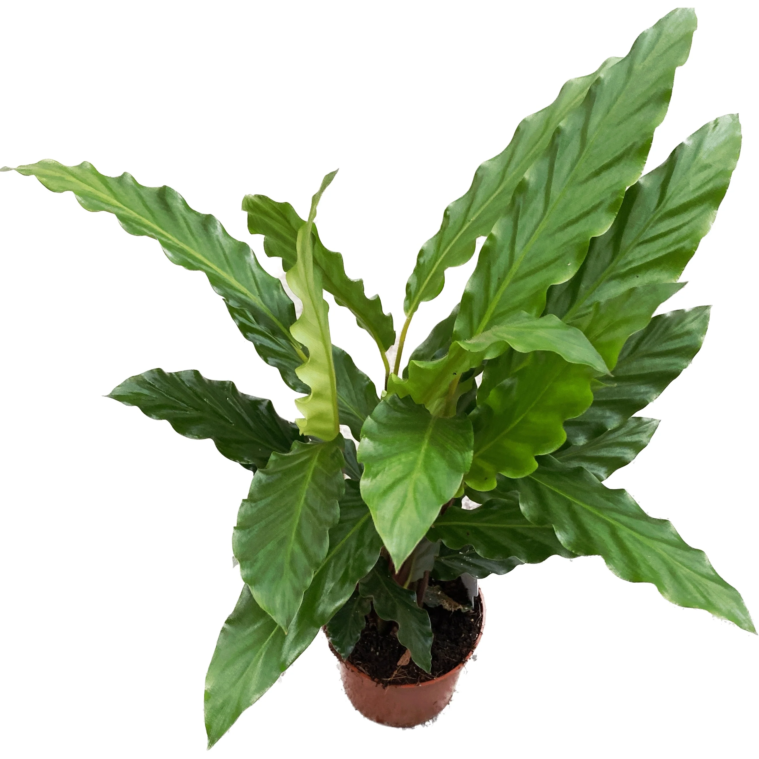 Calathea rufibarba 'Blue Grass’