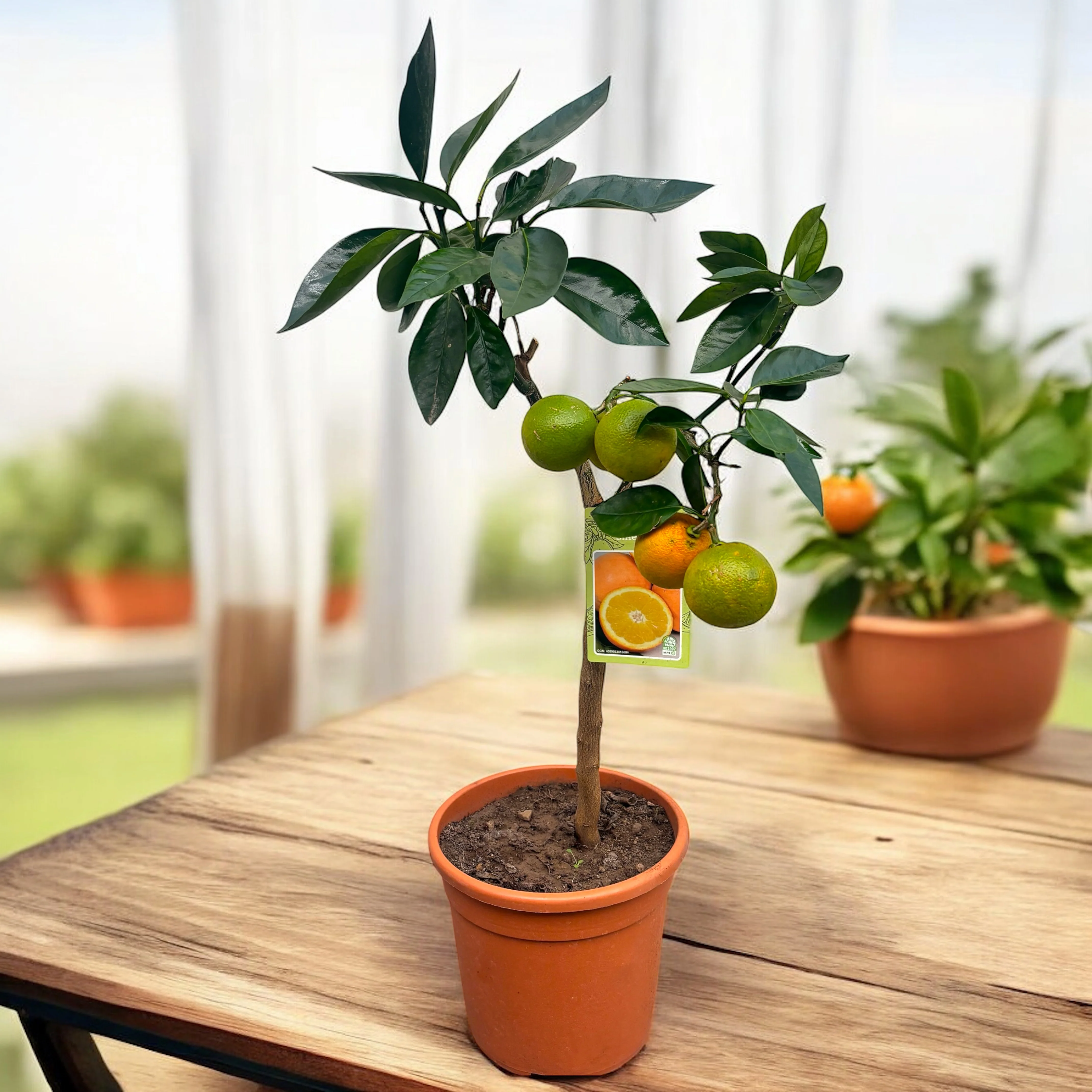 Citrus sinensis 'Arancio’ – Portocal in ghiveci