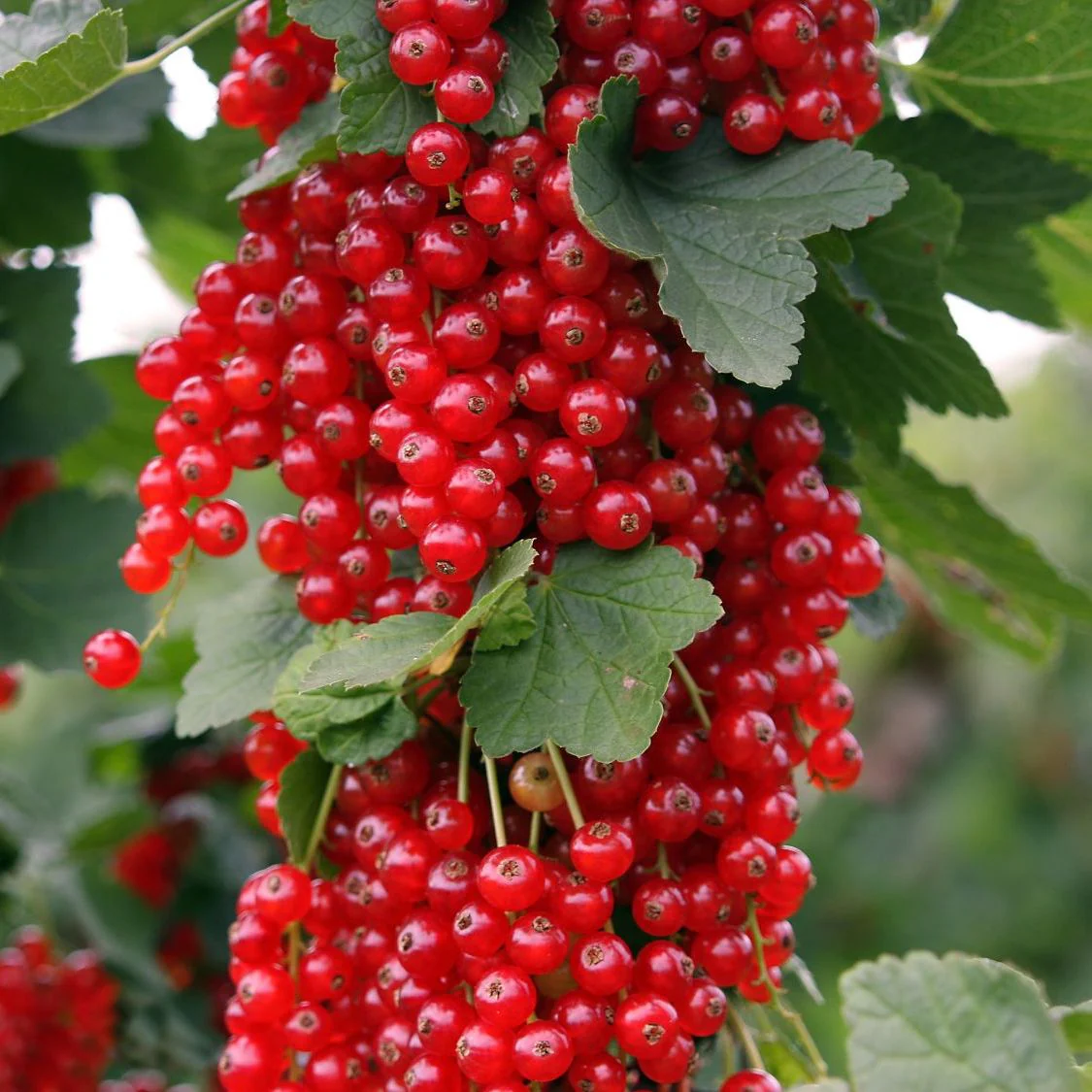 Coacaz rosu – Ribes rubrum 'Rovada’